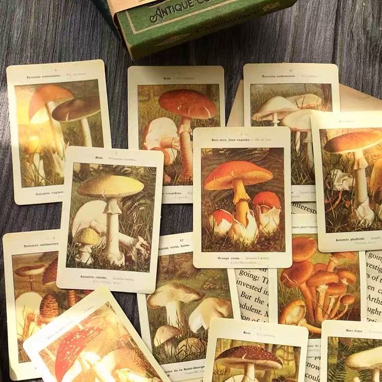 Vintage Mushroom Illustrated Book Solid Stickers -12Pcs each pack