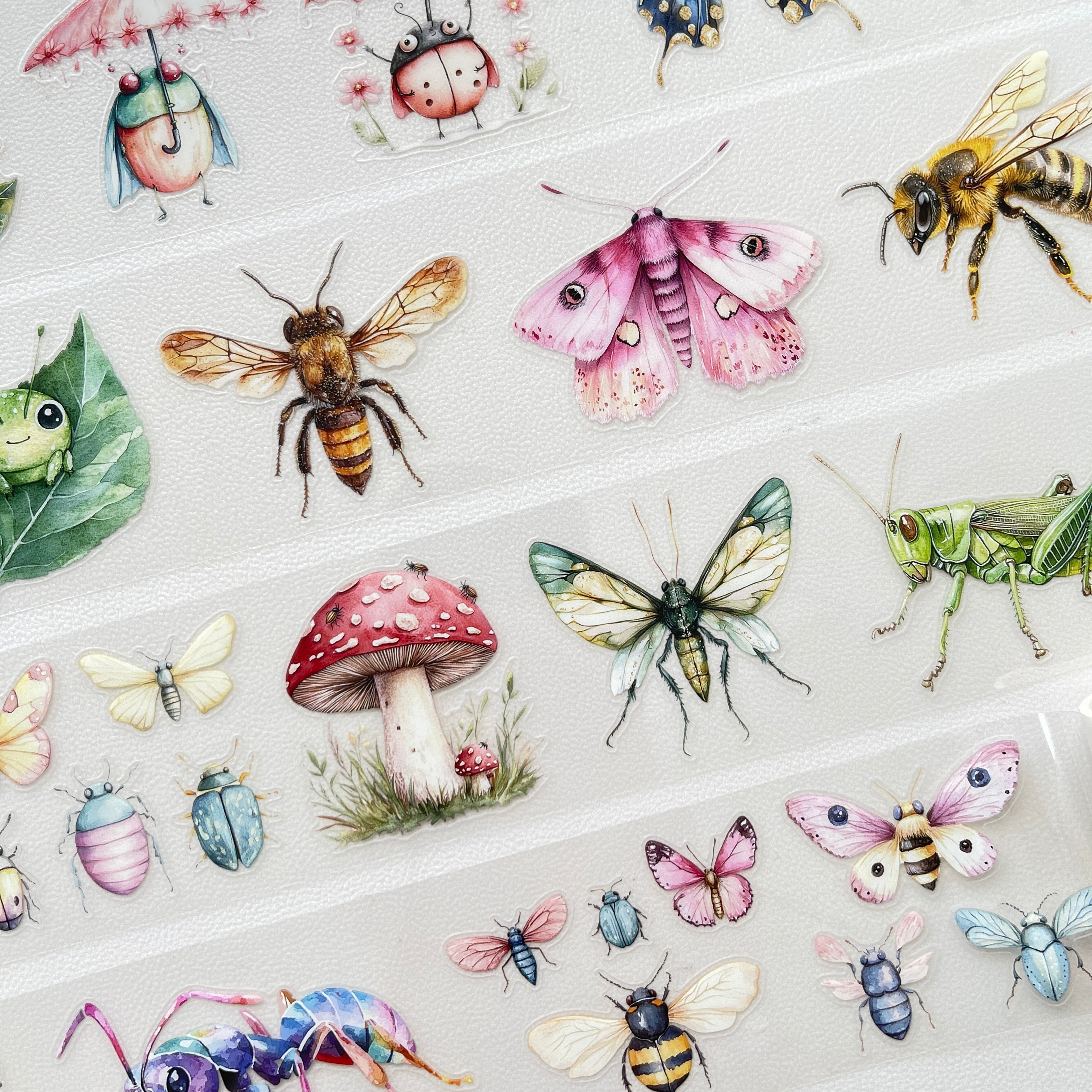Insect pre-cut PET tape 1 loop 5.5CM*2M