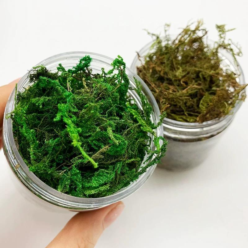 0528 Simulated vegetation