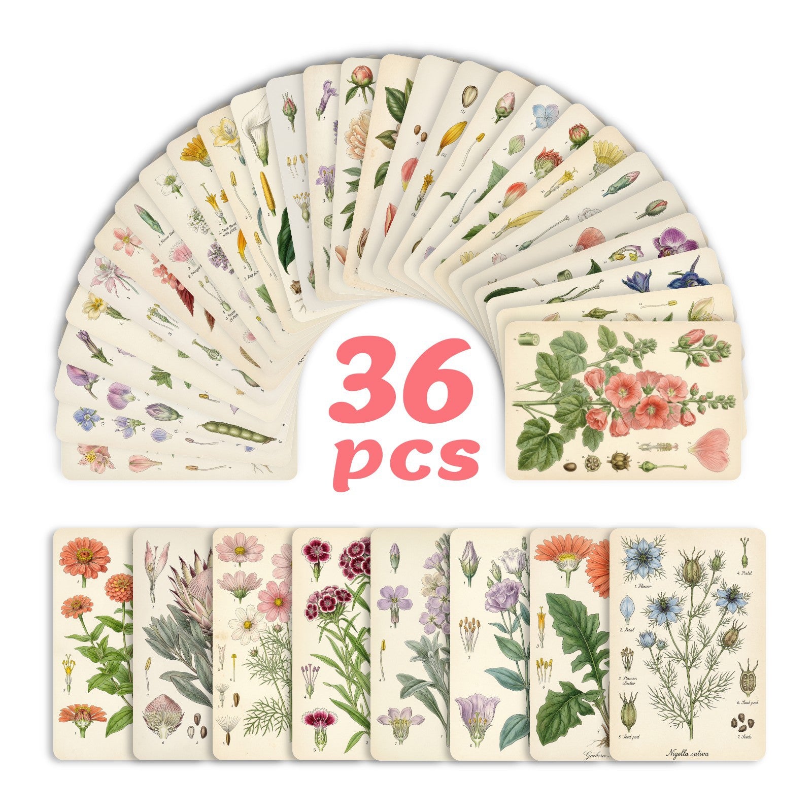 Vintage botanical flowers Cardstock 36pcs 2.36*3.5 inch