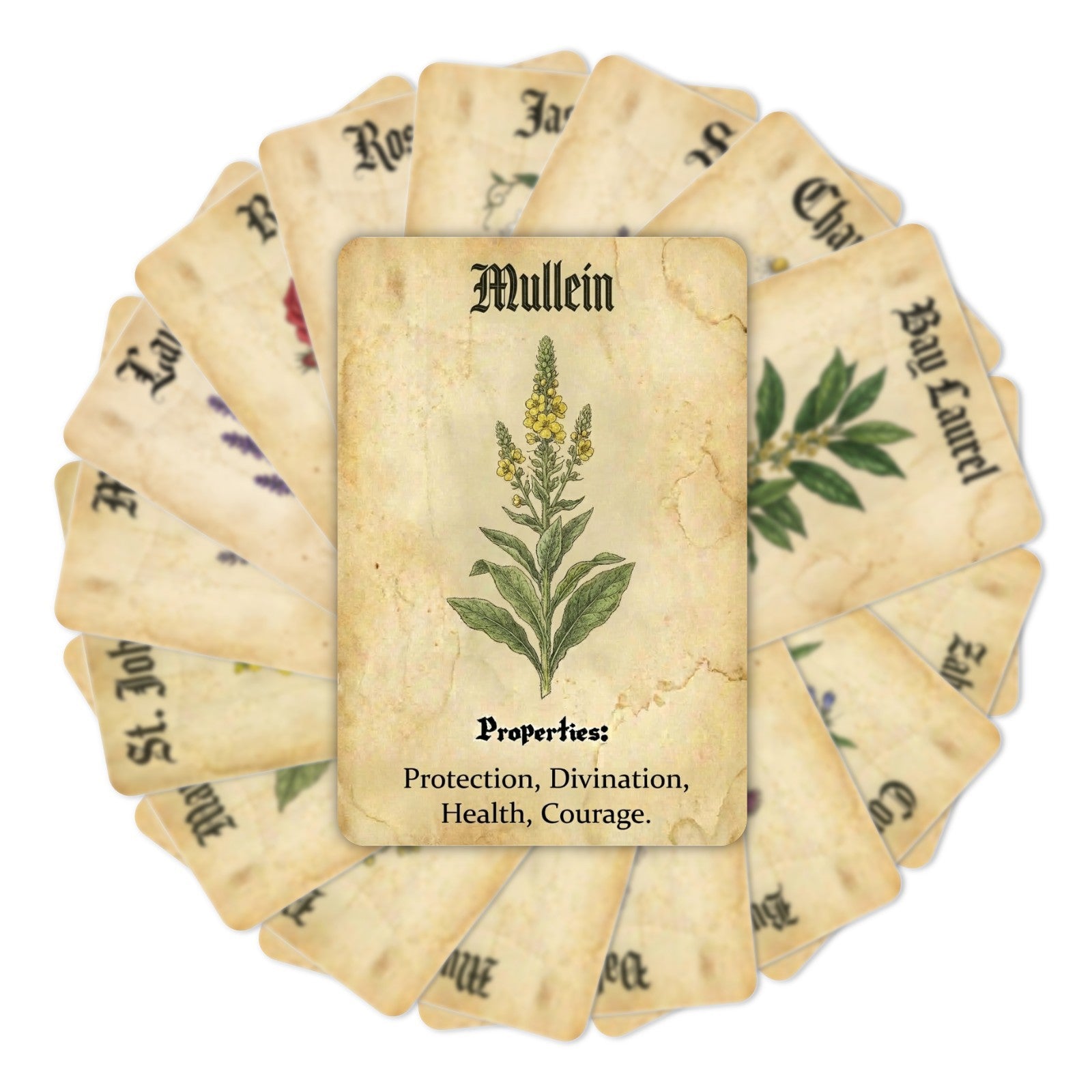 Witch's Herbs Cardstock 18pcs 2.36*3.5 inch