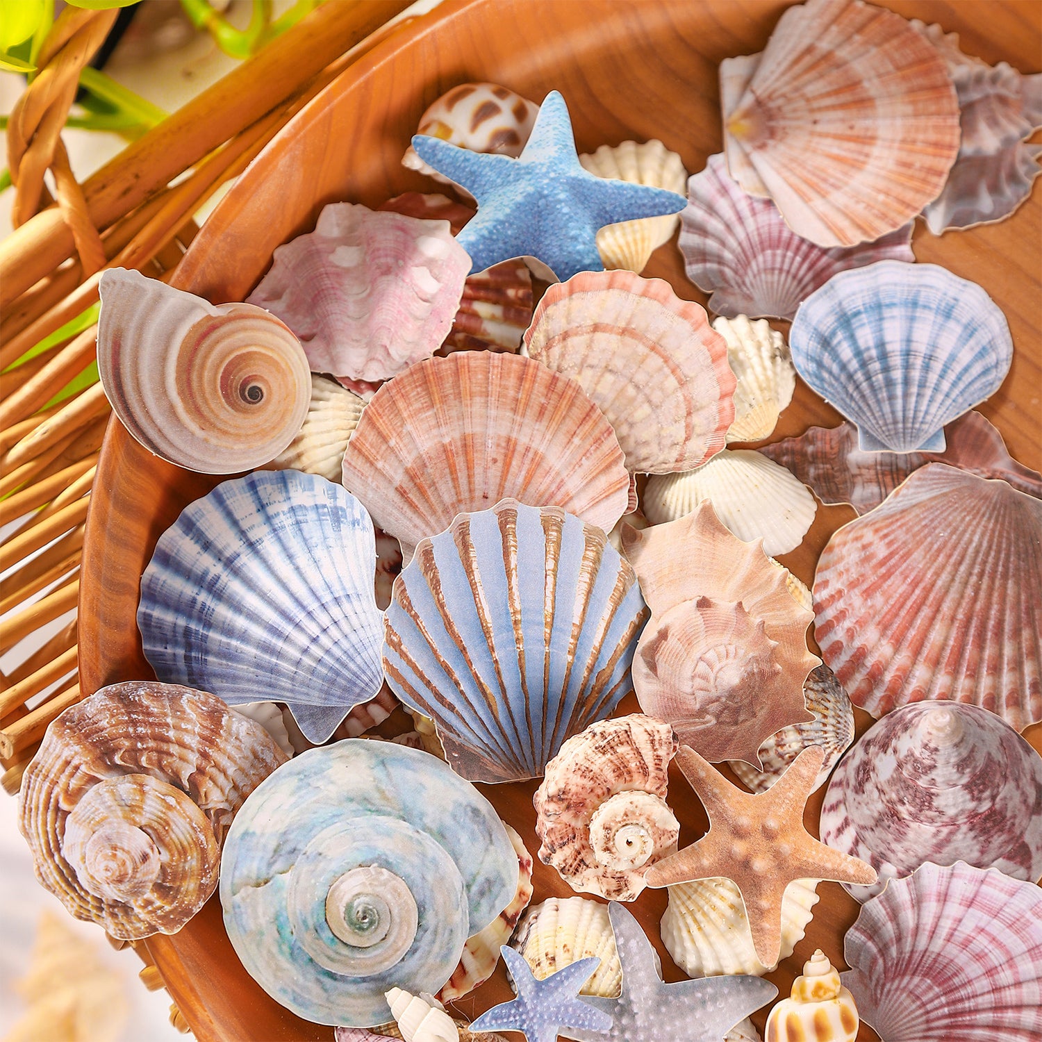 Shell cardstock sticker -30Pcs each pack