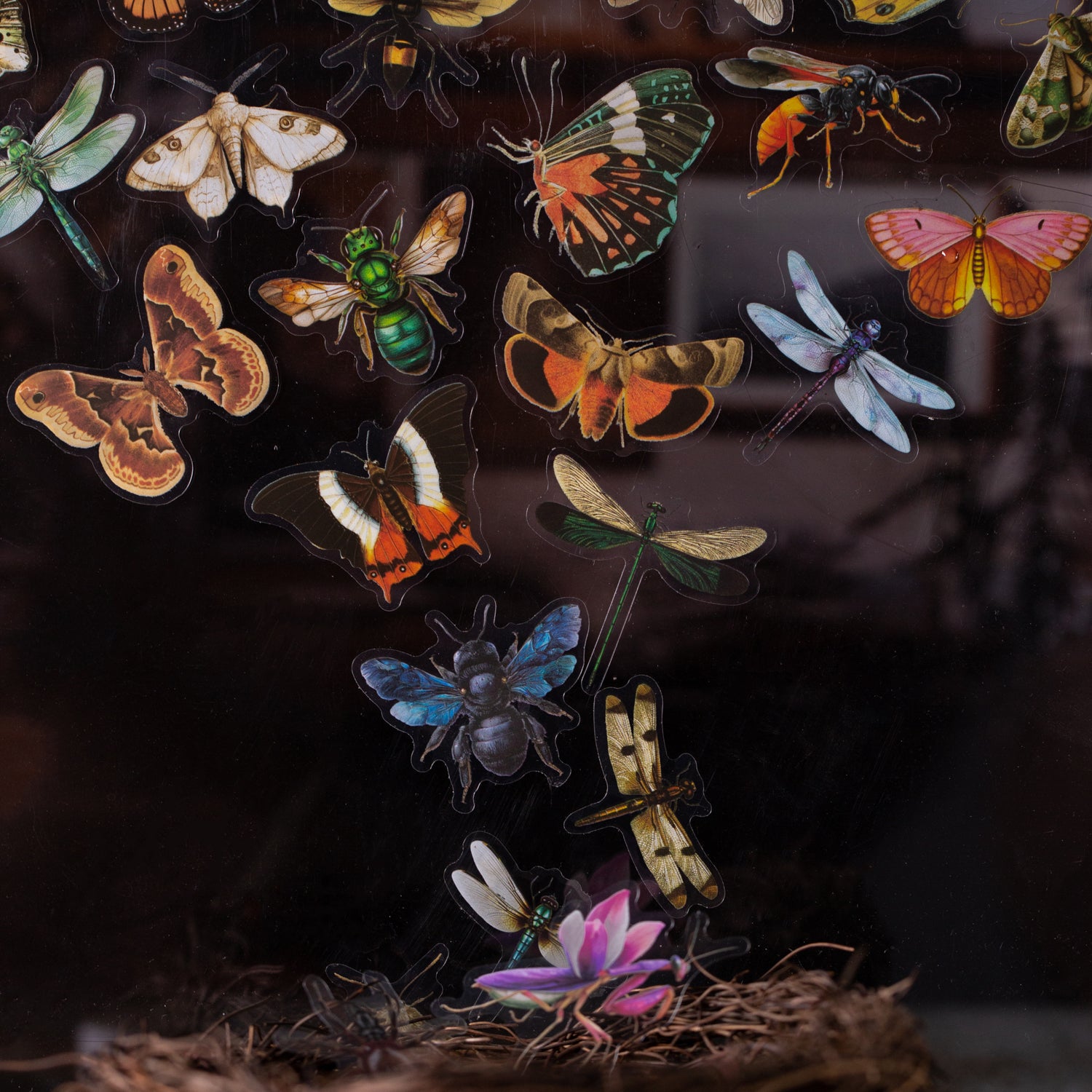 0826 Insect specimen illustrations PET Sticker -25Pcs each pack
