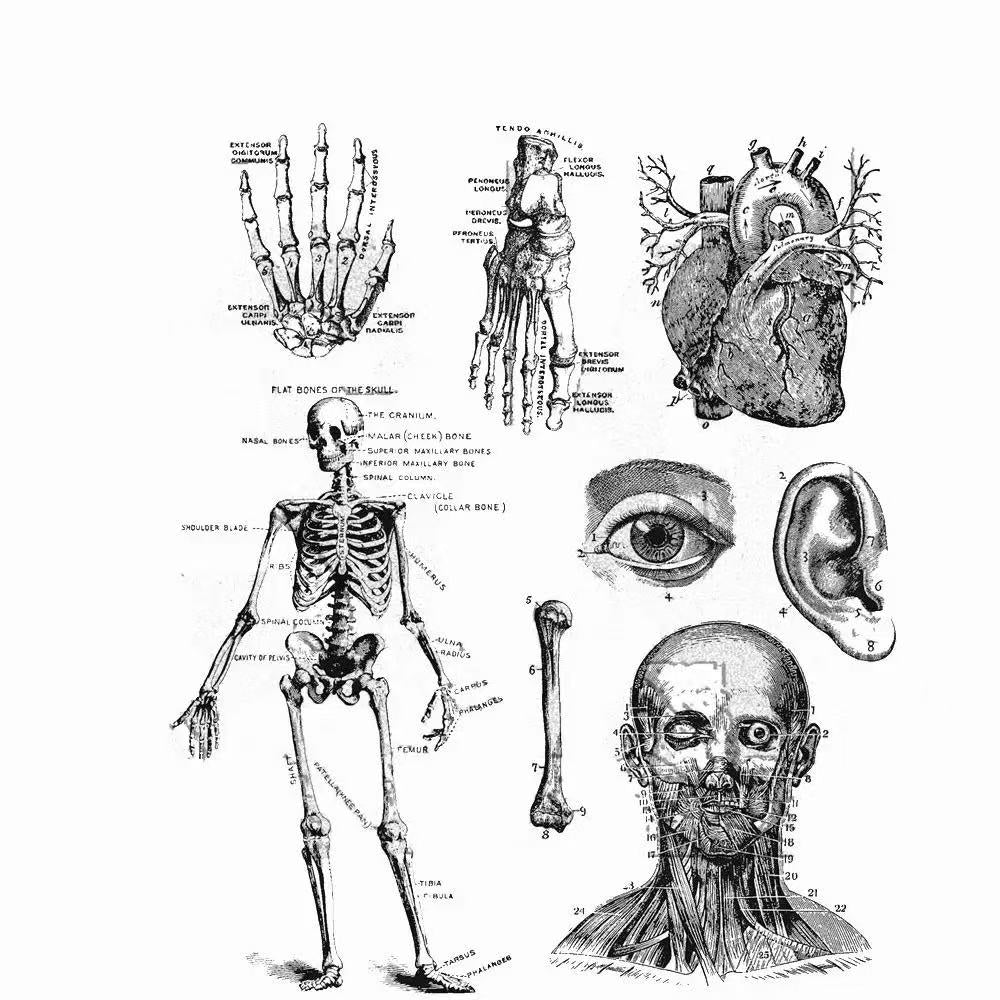 0701 Human body structure Clear Stamp 17cm*21cm