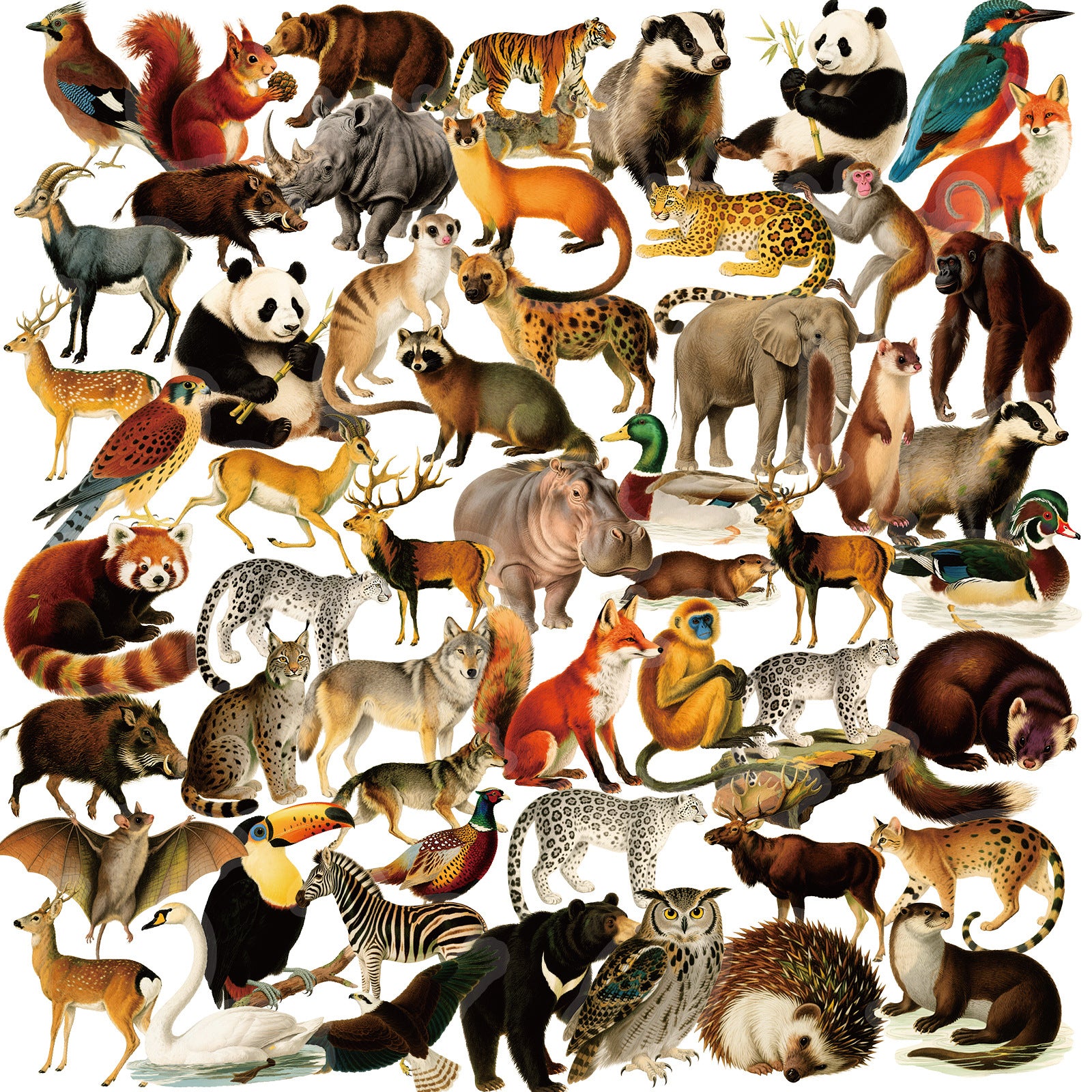 56 Forest animals PET sticker