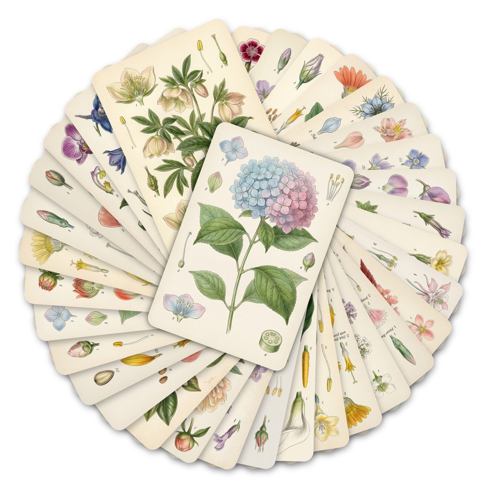 Vintage botanical flowers Cardstock 36pcs 2.36*3.5 inch