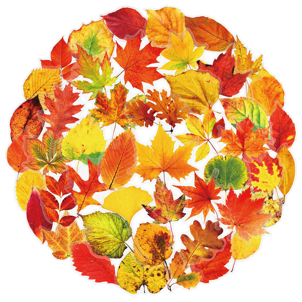 0907 50 Fallen maple leaves PET sticker