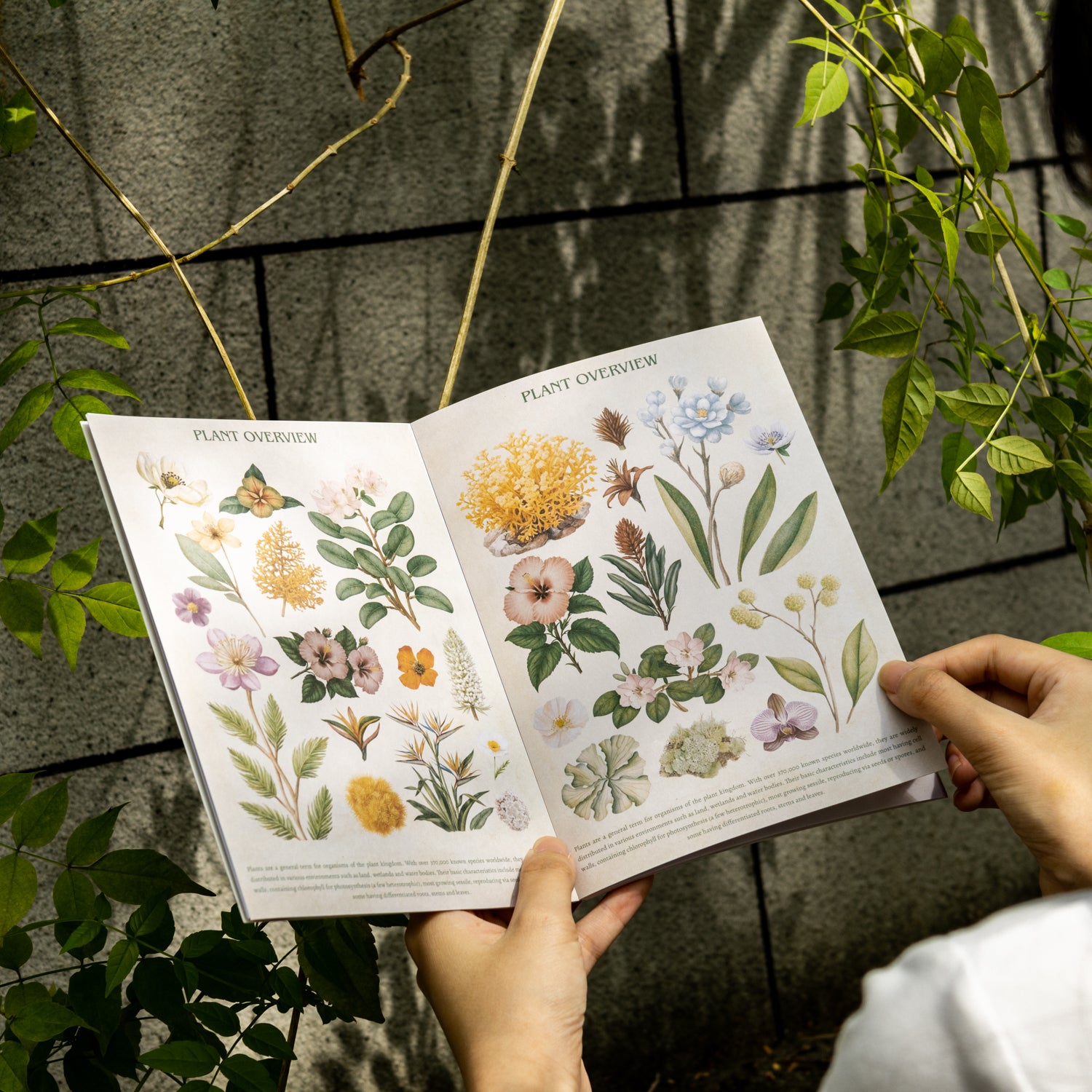 1027 Encyclopedia sticker book -20Pcs each pack