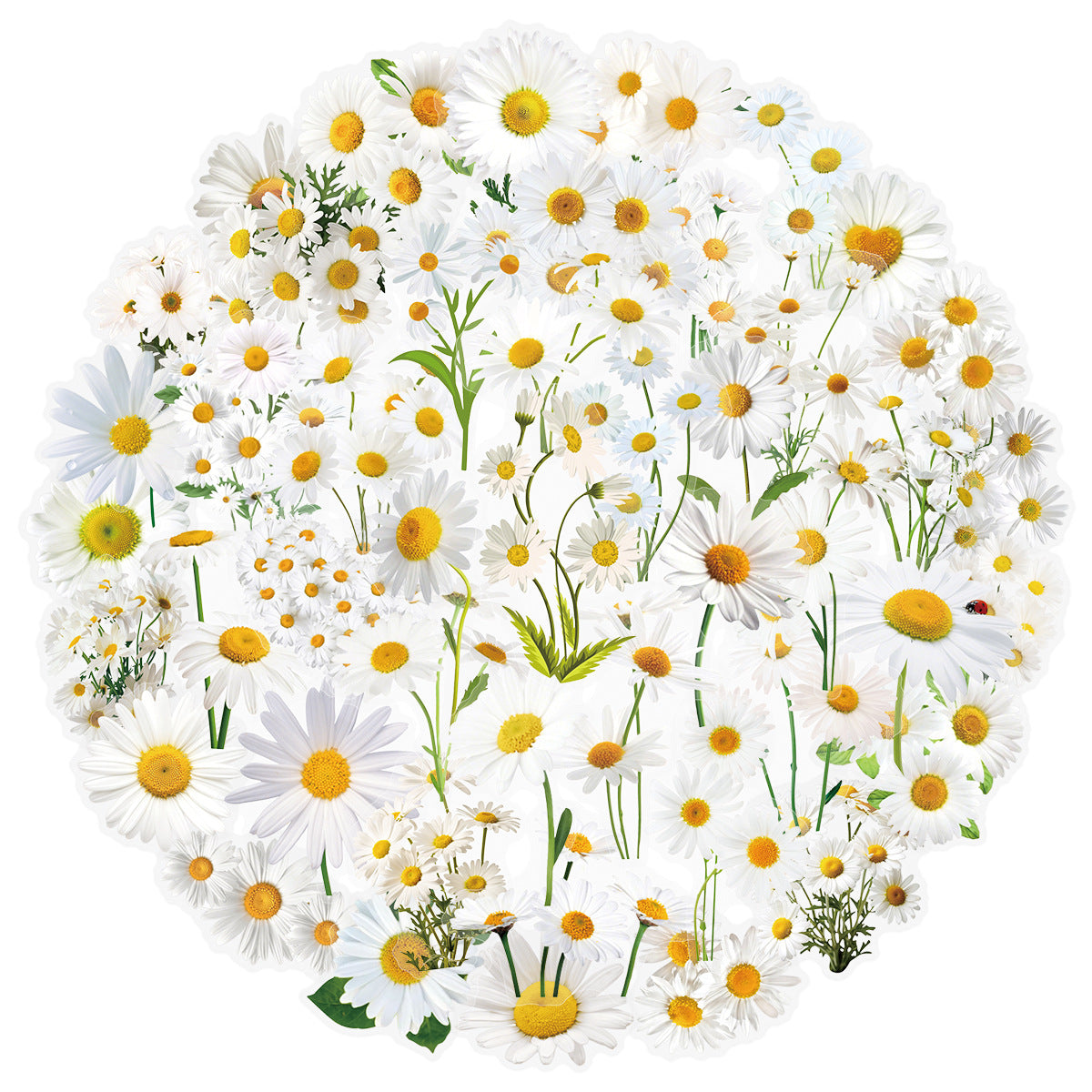 0730 50 Daisy PET sticker