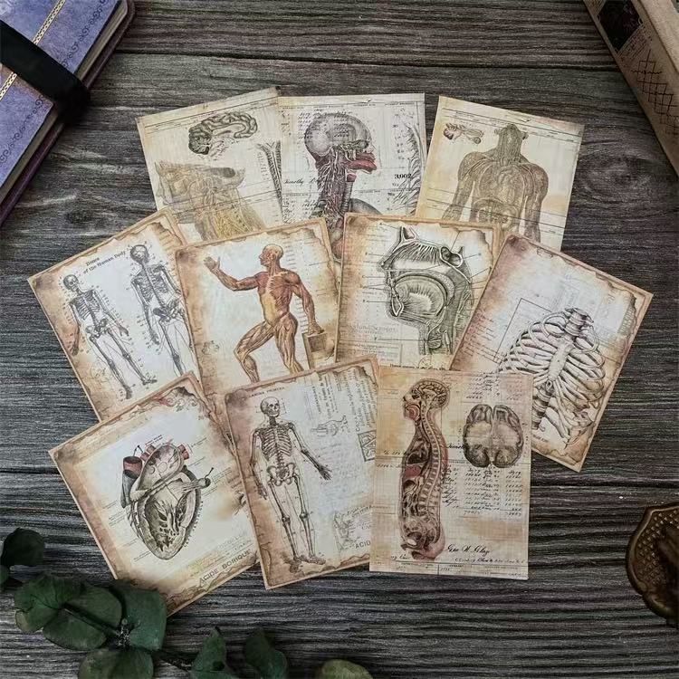 Vintage Human Anatomy Paper -10Pcs each pack