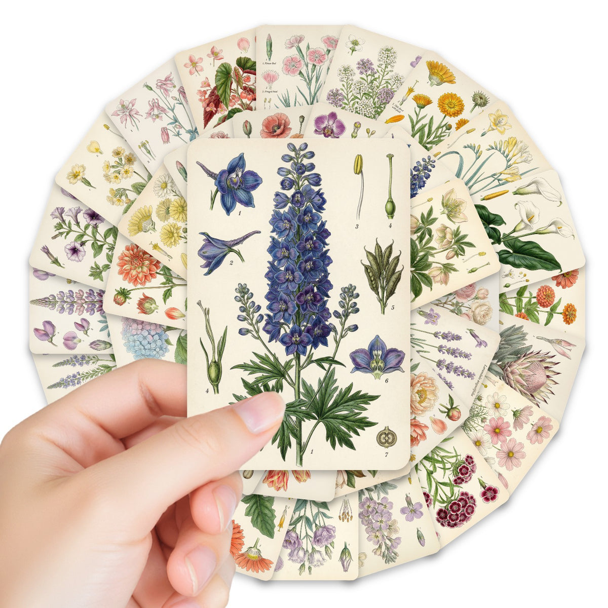 Vintage Botanical Flowers card designs