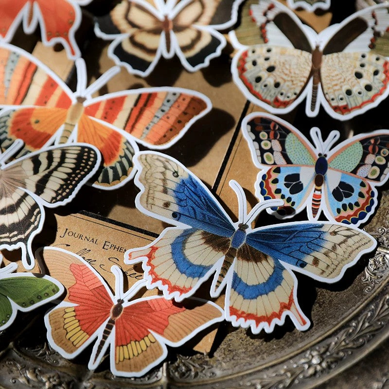 Butterflies close-up