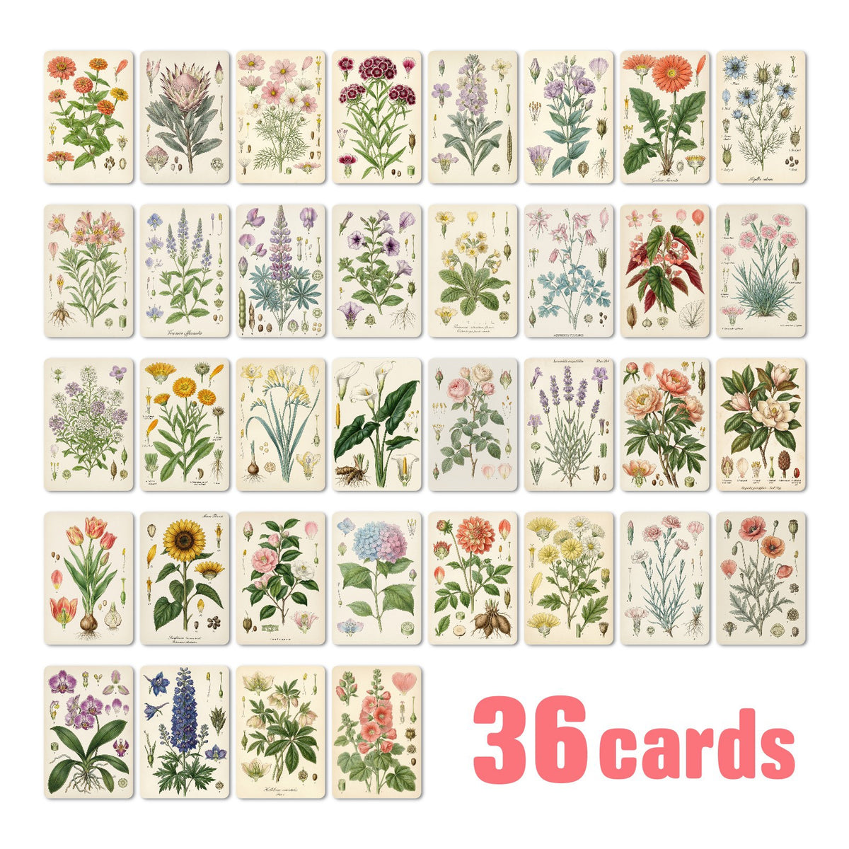 Vintage Botanical Flowers card front and back