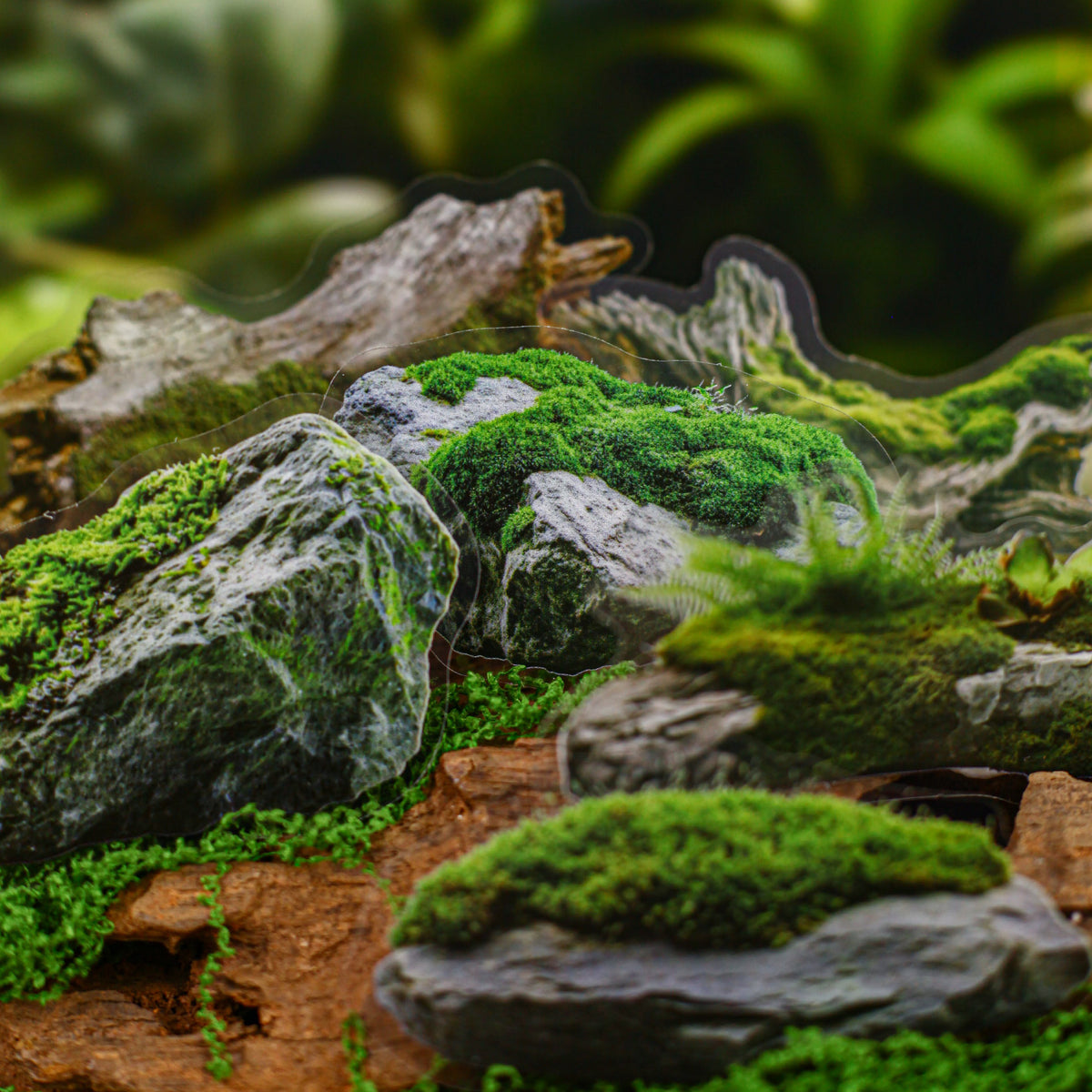 Moss close-up
