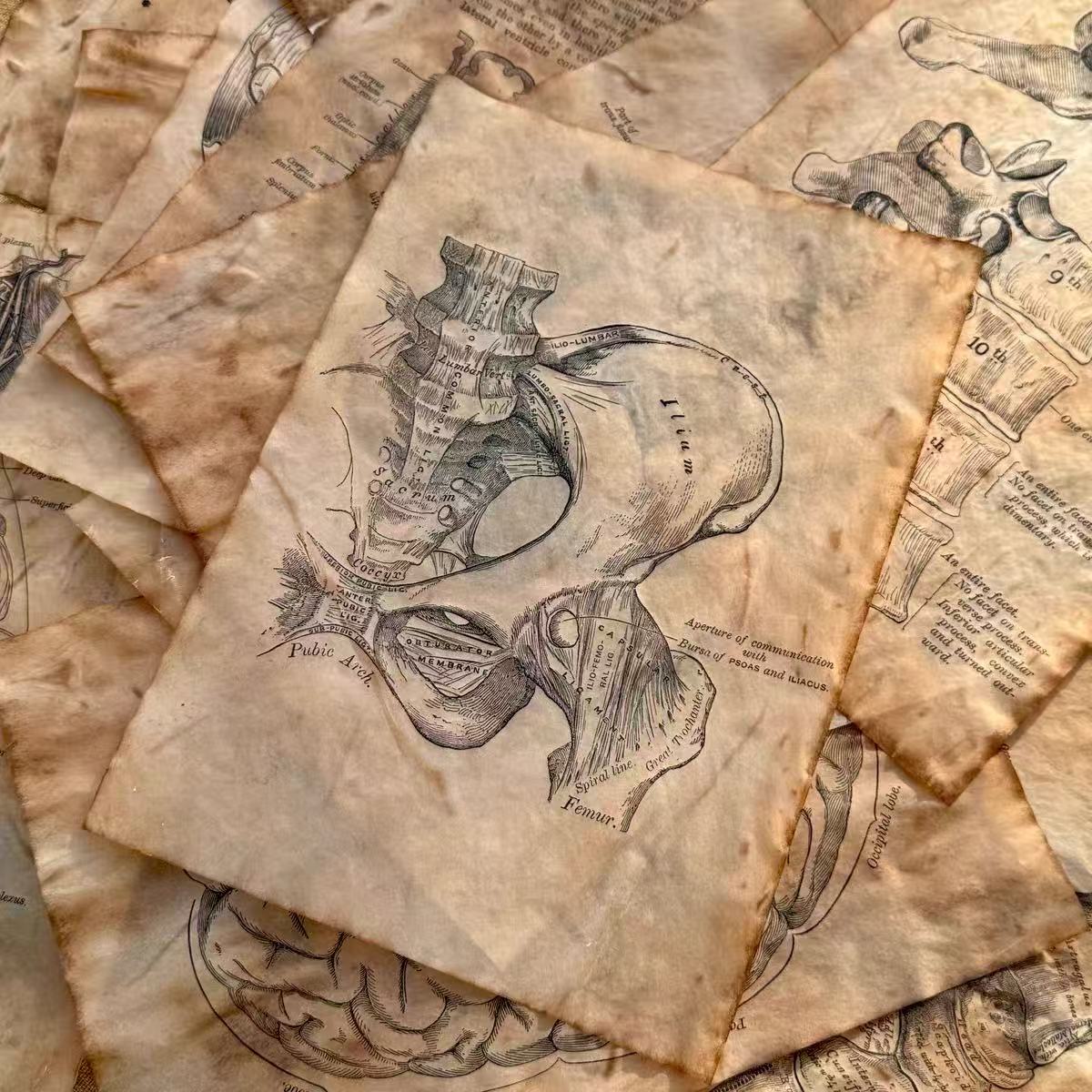 Vintage Translucent Coffee-Dyed Anatomical Chart Tracing Paper
