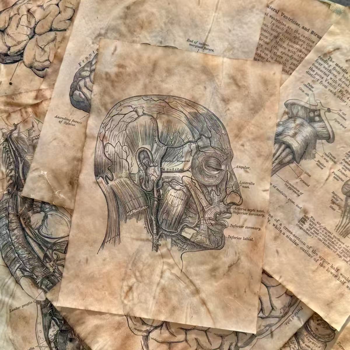 Vintage Translucent Coffee-Dyed Anatomical Chart Tracing Paper