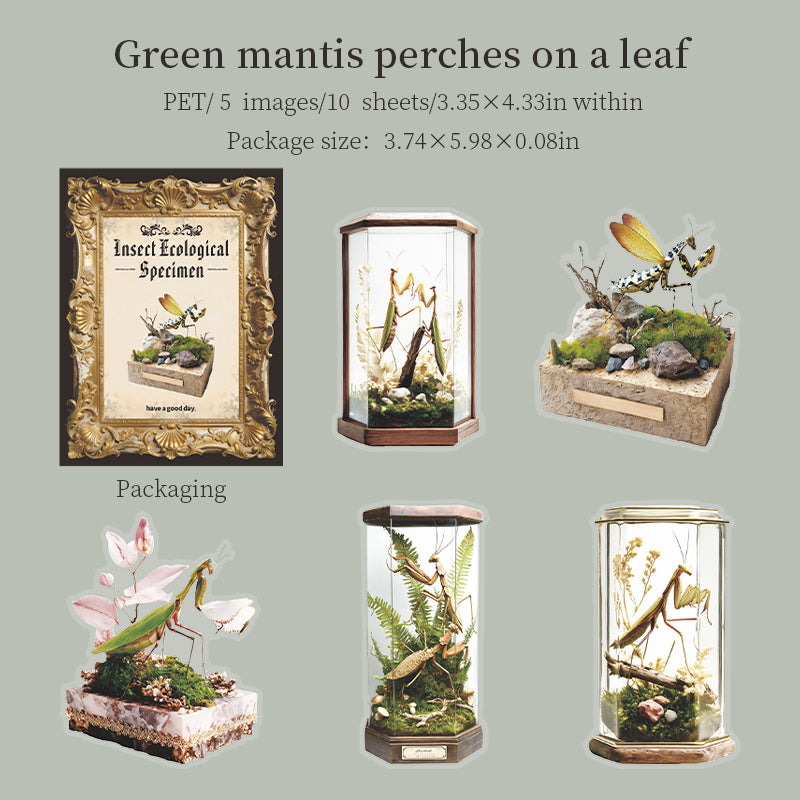 Lnsect ecological specimen PET sticker -10Pcs each pack