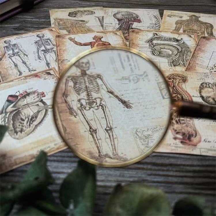 Vintage Human Anatomy Paper -10Pcs each pack
