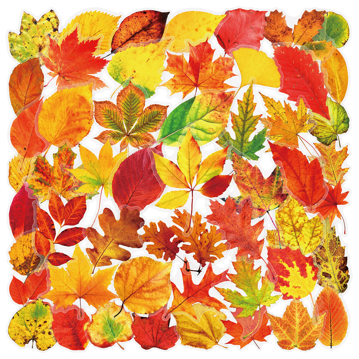 0907 50 Fallen maple leaves PET sticker
