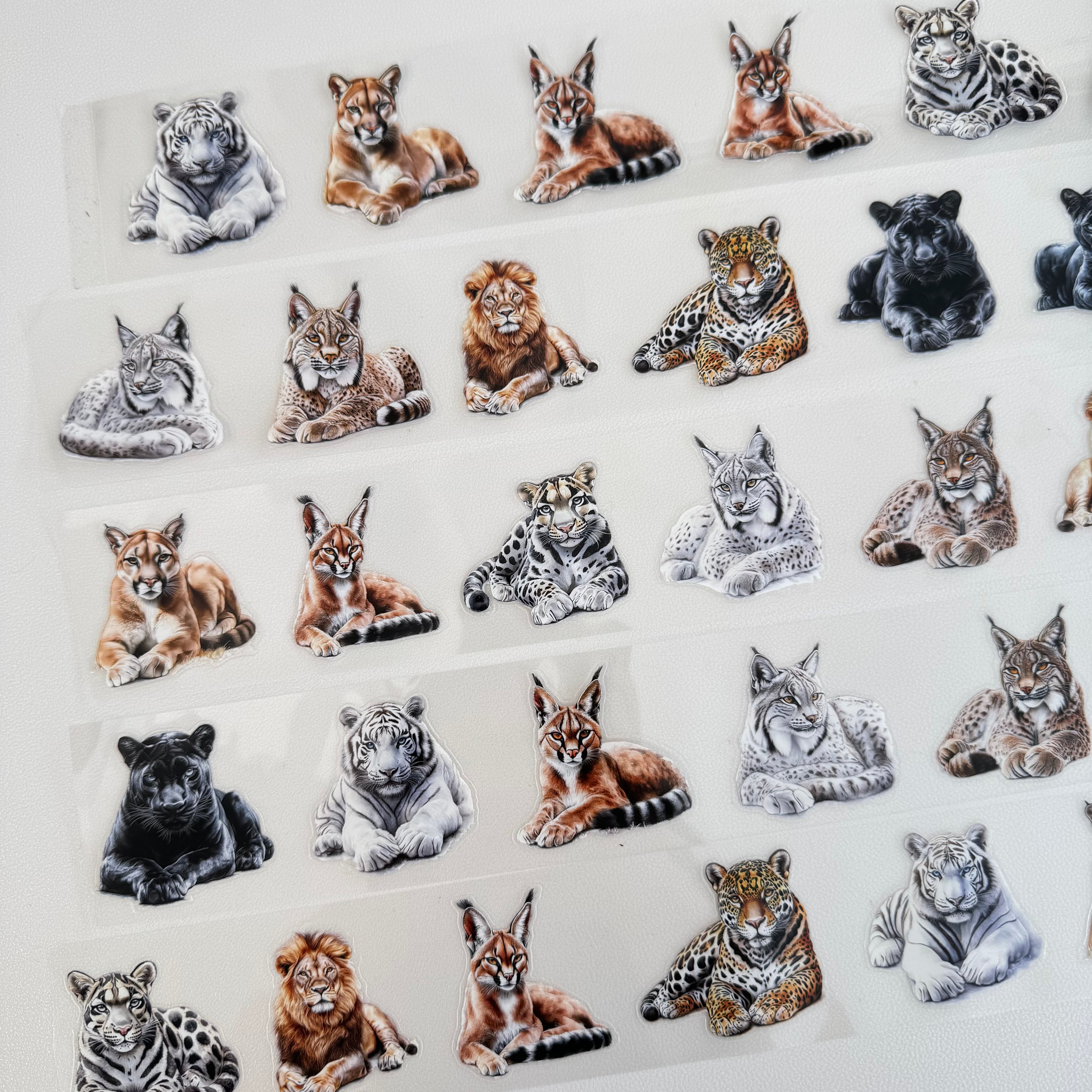 Big cat pre-cut PET tape 1 loop 5.5CM*2M