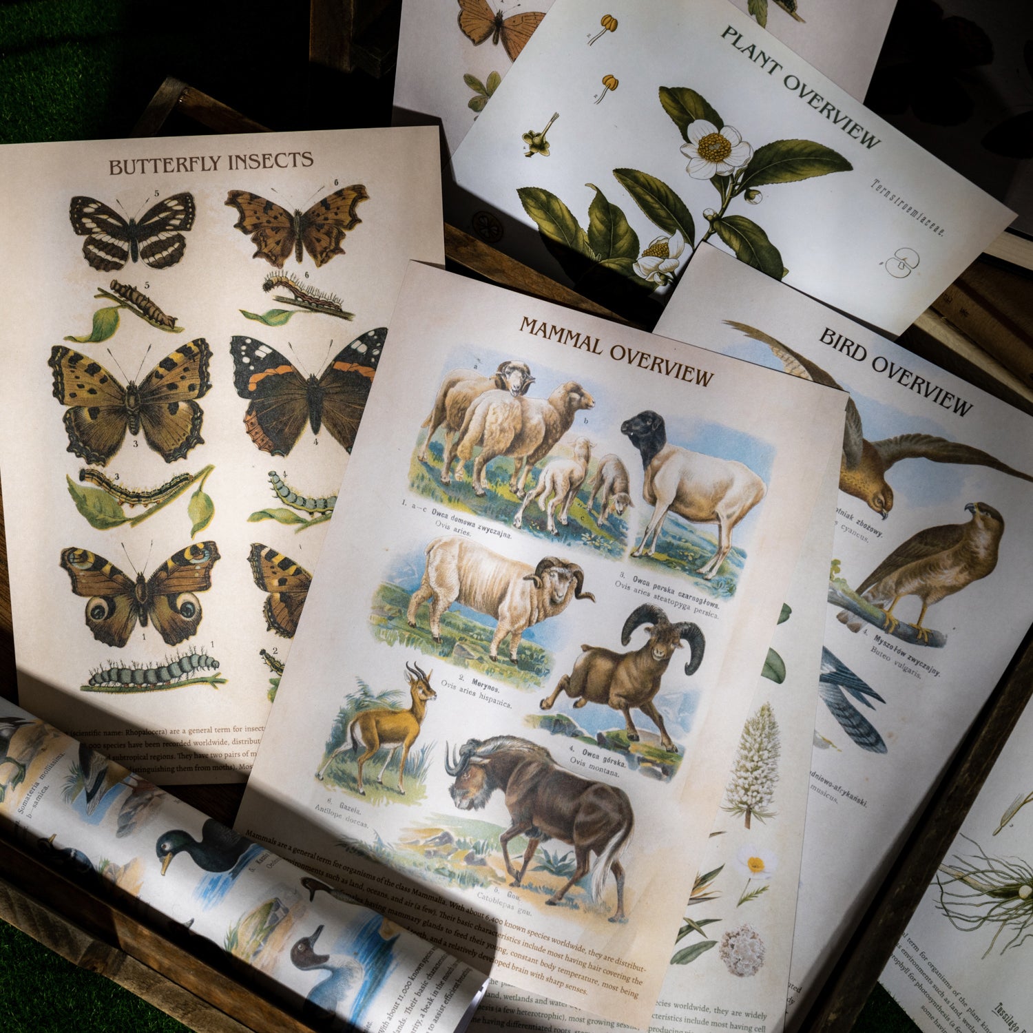 1027 Encyclopedia sticker book -20Pcs each pack