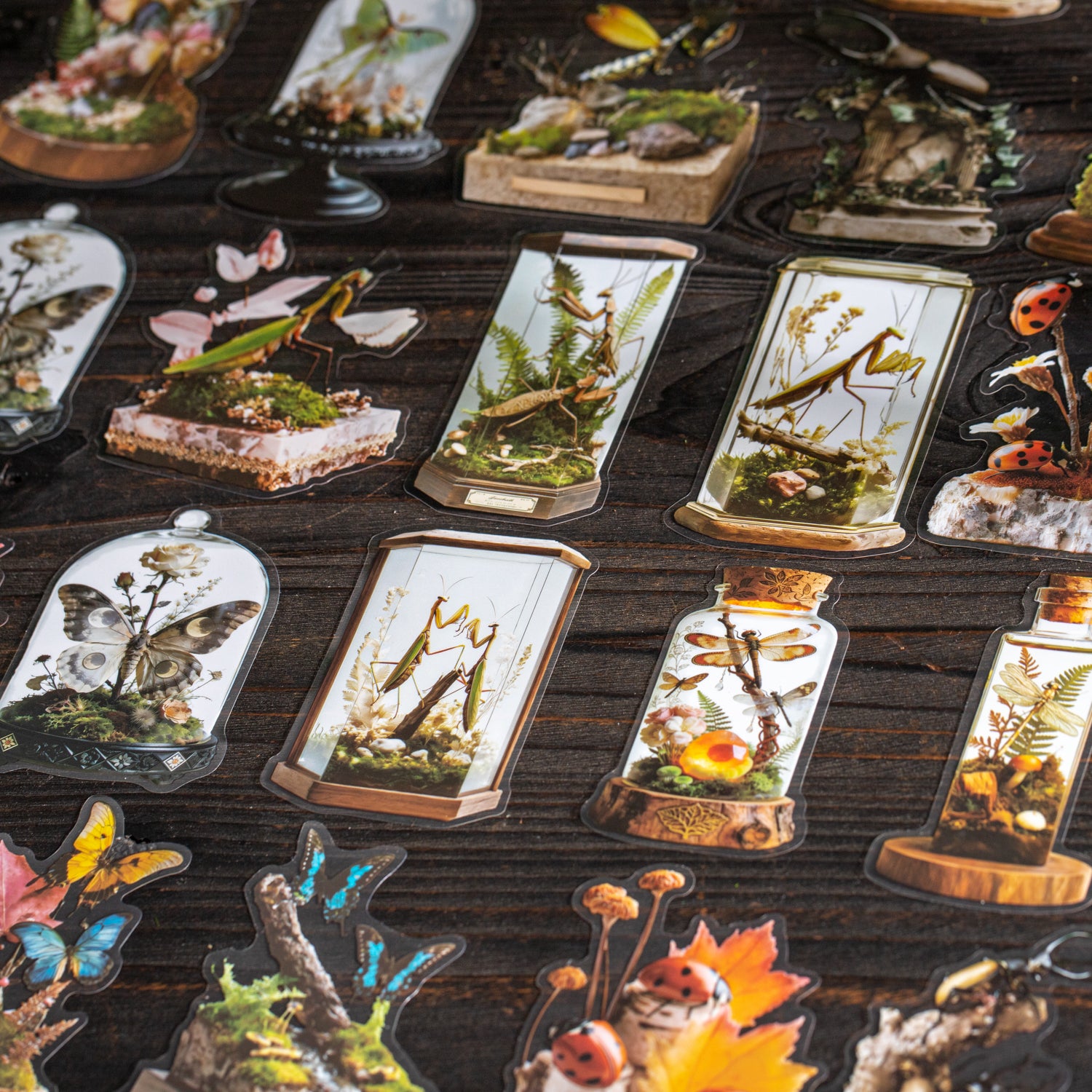 260120 Lnsect ecological specimen PET sticker -10Pcs each pack