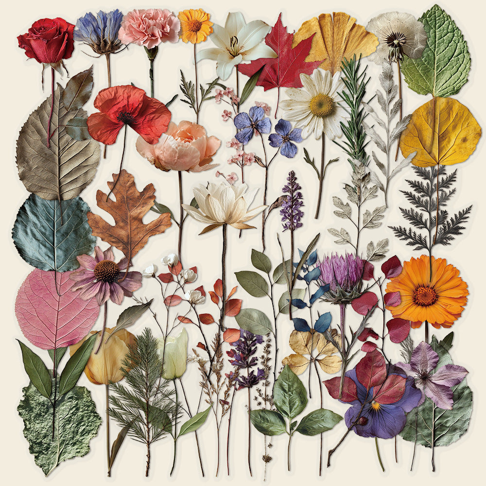50 Plant specimens PET sticker – Goodiesforsoul