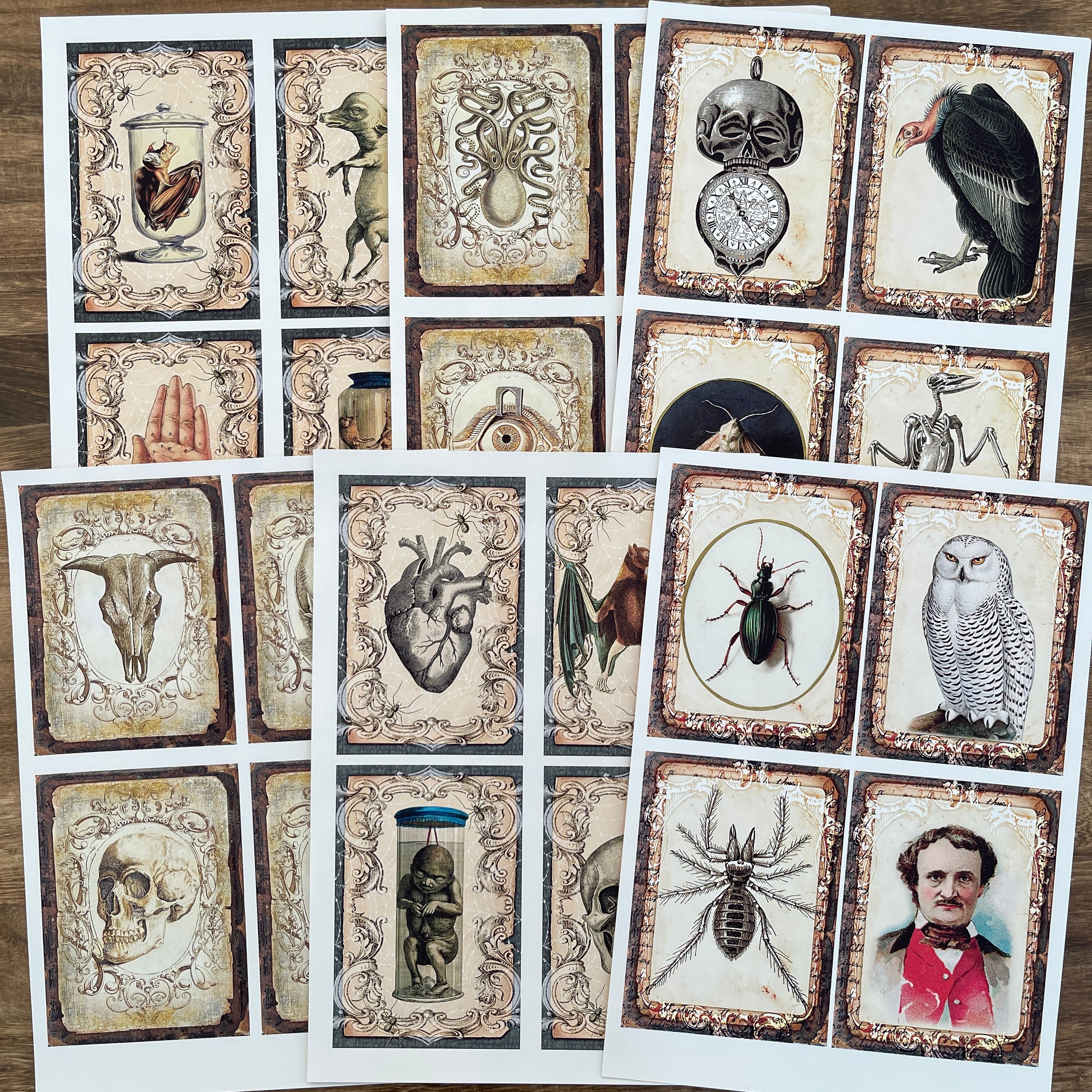 260326 A4 size Animals and Insects Style paper 6 pcs