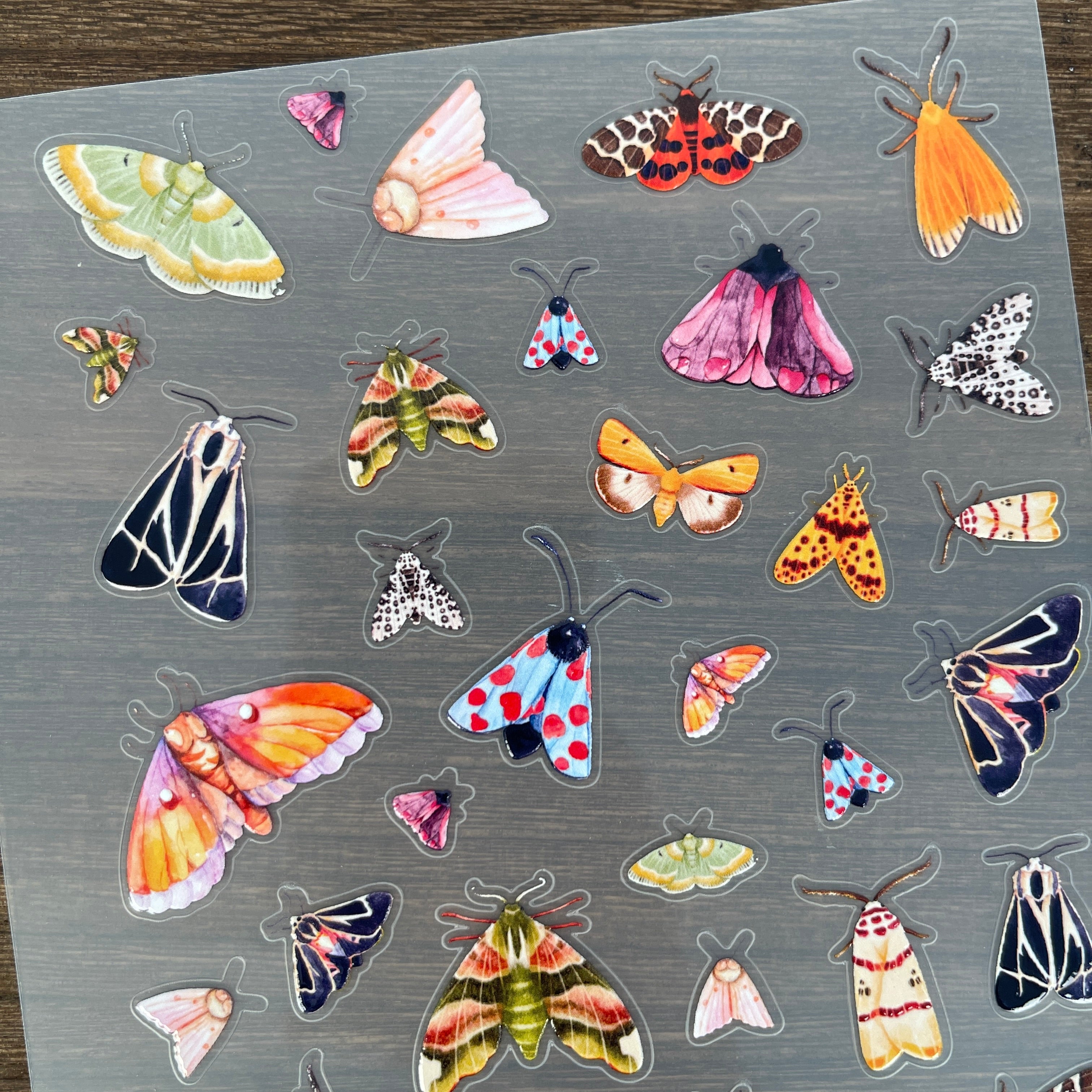 3D Moth PET Sticker 1 Pcs